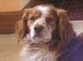 photo du chien pagneul VIDOCQ